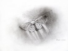 Szkic, na podstawie zdjęcia ćmy.