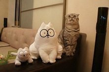 Koty, wszędzie koty.