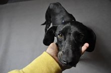 Kuki 8-miesięczny, nieśmiały chłopaczek czeka na dom. 
Kuki ma zaledwie 8 miesięcy, trafił do nas jako zagłodzony pies z łańcucha. W tej chwili Kuki pomalutku nabiera ciałka, si...