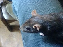 MOj szczurek.... mój ci on