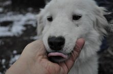 Bianeczka przyjechała do nas w nocy, prosto z gospodarstwa gdzie stała na łańcuchu. Jest nieśmiała i delikatna, choć domaga się pieszczot. Psów się troszkę boi. Sunia jest odrob...
