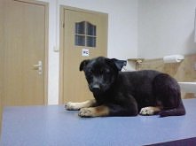 CZEKA NA DOM. Maja to 2 miesięczna sunia, która wraz ze swoim bratem (są identyczni) została przerzucona przez ogrodzenie do starszej pani. Kobiecina z renty utrzymuje 15 swoich...