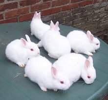 w Domu i Ogrodzie .. szczur...