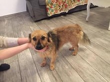 CZEKA NA DOM. 
Bimber to malutki - ok 7-8 kilogramowy pieseczek, który stracił właściciela i trafił na ulicę, gdzie nocował przez kilkanaście dni. Przebywał w Ostrowi Mazowiecki...