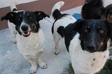 Poszukujemy domów tymczasowych dla tej uroczej parki. To Miśki, czyli Misia i Misiu - rodzeństwo, około dwuletnie. Ich właściciel zmarł i pieski lada dzień zostaną bez opieki......