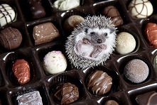 Wymarzony prezent to najlepszy przyjaciel. A czy takie maleństwo nie otoczyłoby nas przyjaźnią? Jeż pigmejski to moje ogromne marzenie! Otoczyłabym go miłością i zapewniłabym mu...