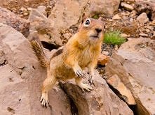 nie bądź chamem,daj orzeszk...