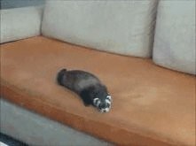 urocza, ktoś ma/miał fretek? :)