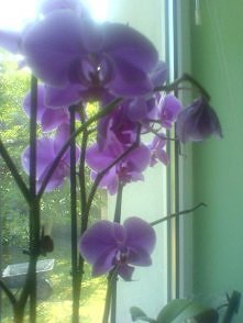 mój ulubiony storczyk