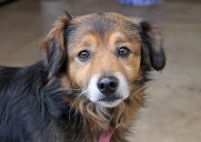 MIESZKO CZEKA NA DOM..
Mieszko (693) jest w schronisku od 1 października 2014 roku.
To był dla niego bardzo trudny dzień.
Miał wszystko - teraz nie ma nic.
Trafił do nas po śmie...