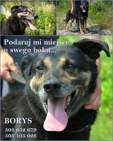 BORYS CZEKA NA DOM..
Borys trafił do nas w styczniu 2014 r. 
Nowy Rok, zima, nowa, zimna rzeczywistość - schronisko 
po śmierci ukochanego opiekuna. 
Ciasny kojec zewnętrzny. Bu...