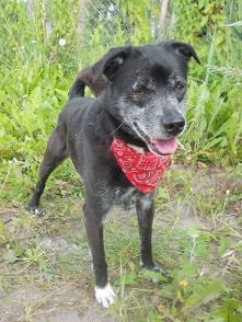 BANDI CZEKA NA DOM..
Bandi to spokojny, ok. 7-letni piesek, dla którego pilnie poszukujemy nowego domu stałego lub chociaż tymczasowego. Bandi jest sympatycznym, wesołym psiakie...