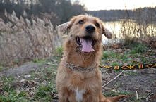 HOMER CZEKA NA DOM..
I kolejna druzgocząca nas wiadomość...z adopcji po 4 latach (!) wraca Homer - psiak adoptowany od nas jako szczeniak. Mamy czas do końca tygodnia na znalezi...