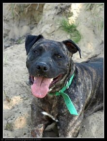 ROKI CZEKA NA DOM..
Są psy, którym szczęście w życiu nie jest dane. Takim psem jest niestety Roki...

Najpierw był własnością swojego 'Pana' recydywisty, który za każd...