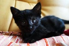 SZUKA DOMU..
Kotek, który w życiu miał pod górkę. Urodził się w miocie 
niechcianych kociaków. Kiedy miał 5 tygodni został oddzielony 
od mamy i przyniesiony, wraz z rodzeństwem...