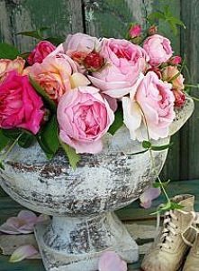 Piwonie piękne kwiaty