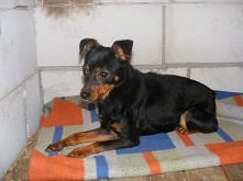 MALEŃSTWO SZUKA DOMU..
Do adopcji maleńki ok.4-5 kg piesek w wieku ok.1,5 - 2 lata.
Bardzo spokojny, przyjacielski zarówno w stosunku do ludzi, jak i innych psów. Psiak obecnie ...