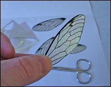 iridescent cicada wings