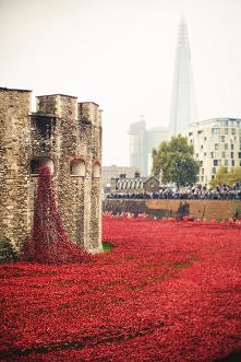 Morze maków w Londynie dla ...
