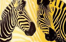 Żółta zebra.