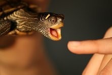 śliczny żółwik ❤