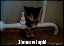 kotełek