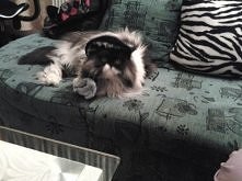 Mój kotek w kapeluszu!