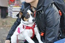 MUFKA SZUKA DOMU..
5kg Muffinki szuka domu  

!!! Jest psem idealnym dla młodych ludzi. !!!

W tygodniu ciężka praca (Mufka ciężko pracuje dzielnie śpiąc 10h sama w domu na swoi...