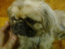 SKRZYWDZONY PIESEK PILNIE SZUKA DOMU..
Ten przepiękny psiak został znaleziony przez jedną z nas wczoraj w nocy (2.12) przy polnej drodze. Miał niesamowite szczęście, bo wokół ni...