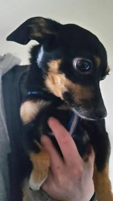 MALUTKA SUCZKA SZUKA DOMU..
Do adopcji mini sunia....Malutka ma ok 2-3 lat, waga ok 3 kg. Przyjacielsko nastawiona do ludzi i innych zwierząt, spokojna, cichutka, do tej pory mi...