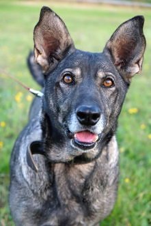 LUSIA CZEKA NA DOM..
Lusia, nasza podopieczna ocalona z Olkusza, szuka domu. Jest energiczna, wesoła i bardzo proludzka. Kocha kontakt z człowiekiem, lubi także pracować, aporto...