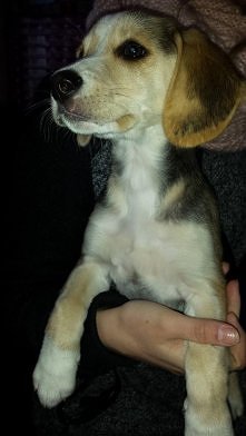 BETI PILNIE SZUKA DOMU..
PILNE!!!!!- udostępniajcie....
Do adopcji mała 2,5 miesięczna Beti...sunia w typie Beagla...
Szczepiona, odrobaczona tel w sprawie adopcji -734-103-729
...