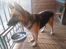 SUNIA W TYPIE OWCZARKA SZUKA DOMU..
GRYZIENIE CZĘŚCI CIAŁA a szczególnie obgryzanie ogona jest jednym z wielu oznak dużego stresu u psa. 
Mamy w schronisku taką bardzo delikatną...