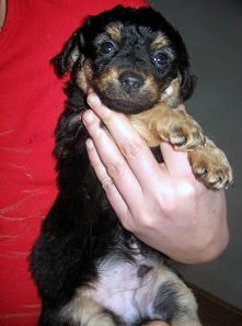 MELCHIOREK SZUKA DOMU..
Nazywam się Melchior i wyglądam jak karakułowa owieczka 
Mam 6 tygodni - właściwie jestem niemowlęciem, oczka błyskają mi jeszcze błękitem, ale jestem ba...