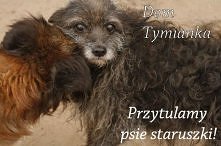 DOM TYMIANKA - PRZYTULAMY PSIE STARUSZKI!

POMÓŻ PRZYTULAĆ - OTULAĆ, KARMIĆ I LECZYĆ
TYMIANKOWE STARUSZKI!

Fundacja „Dom Tymianka”
Kołaki Kwasy 8
06-406 Opinogóra Górna

52 109...