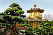 Wiekowe  okazy bonsai z sosny rosnące w ogrodzie Nan Lian Garden w Hongkongu.