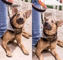 BORYS CZEKA NA DOM..
Wołają na mnie Borys. Jestem przytulakiem jakich mało, kocham się bawić, lubię inne psy i dzieci. Mam jakieś trzy lata i pochodzenie o którym nic nie wiem. ...