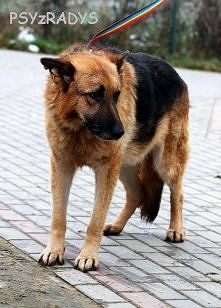 WSPANIAŁY HILTON SZUKA DOMU..
HILTON - taka sytuacja: spotykasz w schronisku psa, nawiązuje się między wami nić porozumienia, prosisz pracowników o wyprowadzenie go z kojca do z...