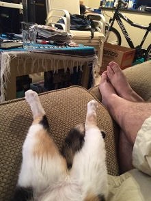 kot też może być kumplem od...