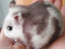 Chomik syryjski panda. Są t...