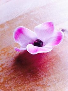 Taki tam kwiatuszek :*