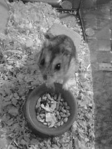 kto kocha te słodkie zwierz...