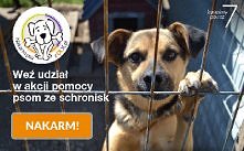 Pomóżcie psiakom ze schroni...