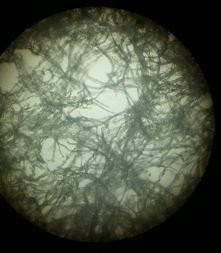 chusteczka pod mikroskopem 