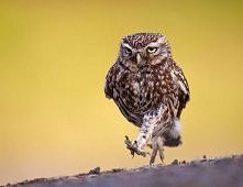 chcę sowe i nie obchodzi mnie skąd ją weźmiesz