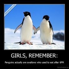 Pingwiny to jaskółki które jadły po 18 