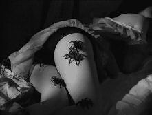 Kto nie boi się pająków? :D