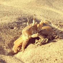 krab z wysp zielonego przylatka (Cape Verde )