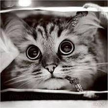 #kociaczek #tak piękny #fotografie #kot #oczyska