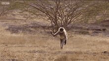 Uwaga salto